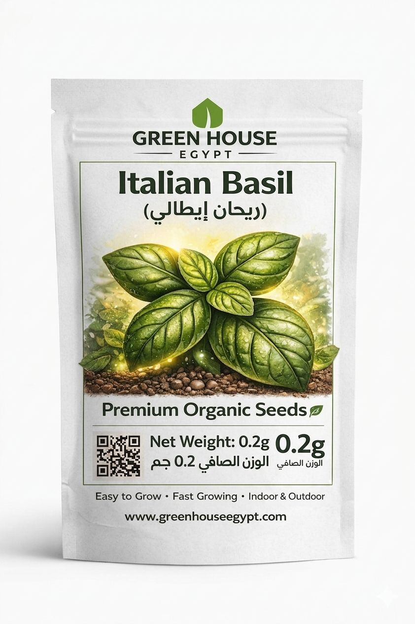 🌱 بذور ريحان إيطالي – Italian Basil seeds